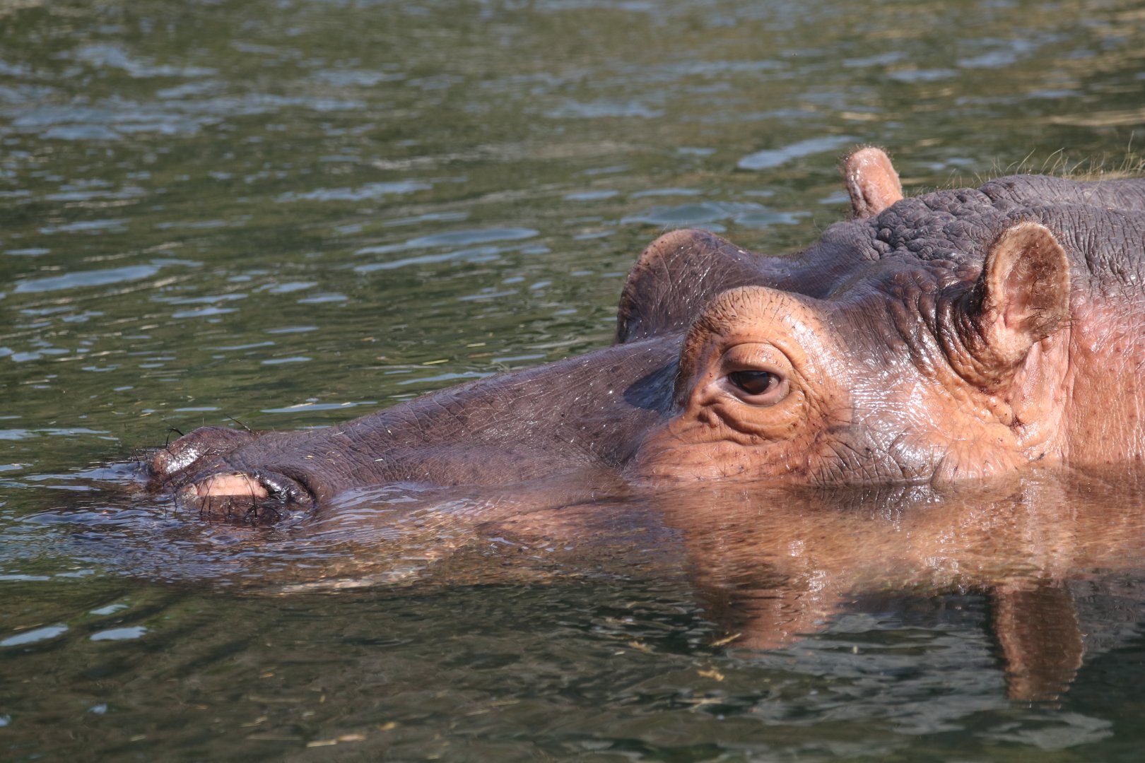Hippo
