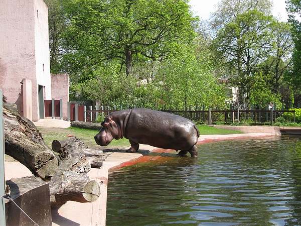Hippo