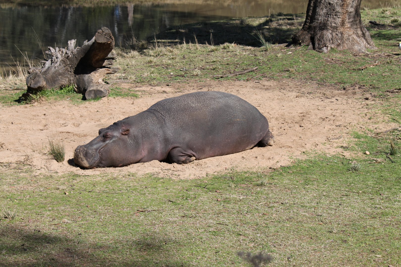 Hippo