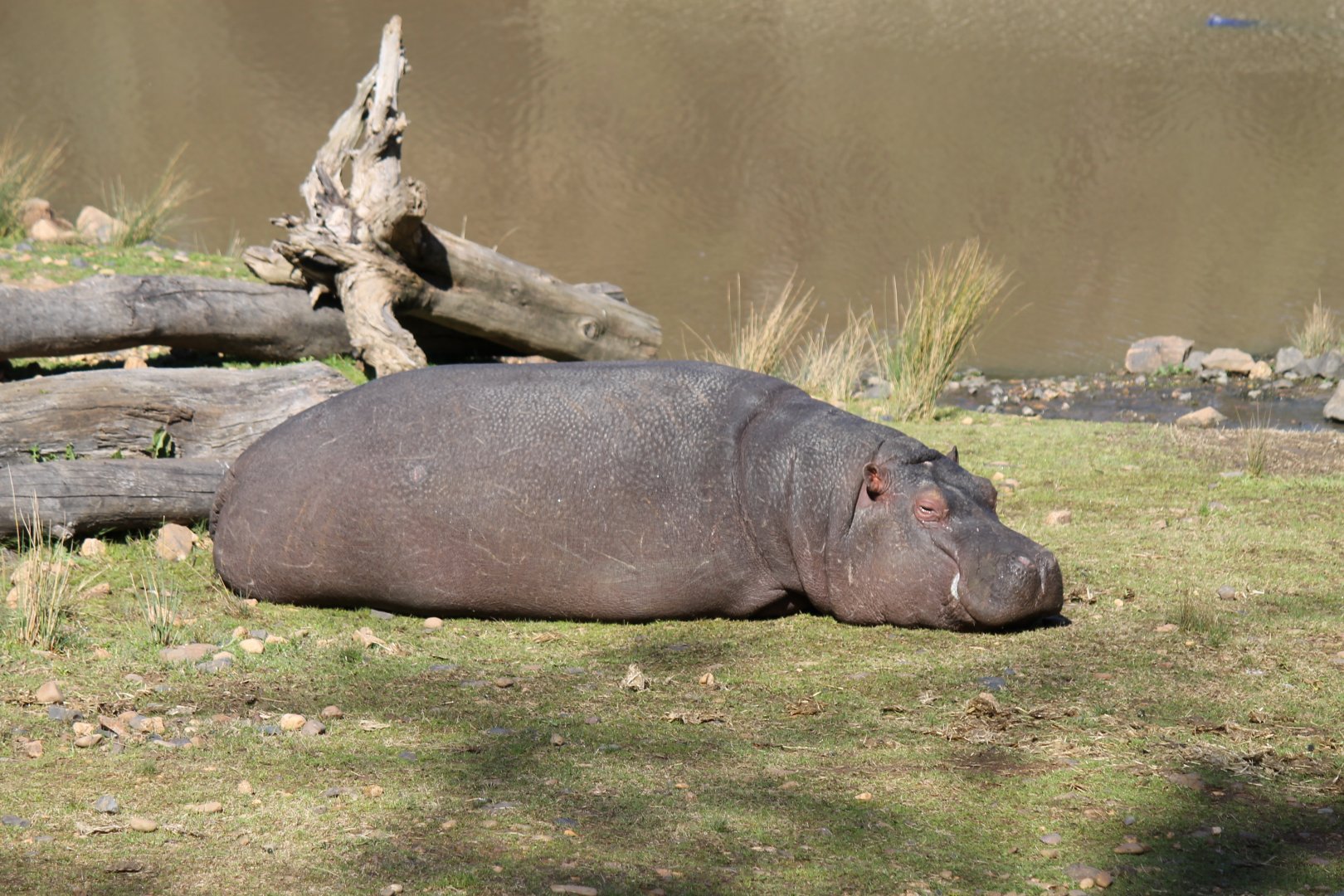 Hippo