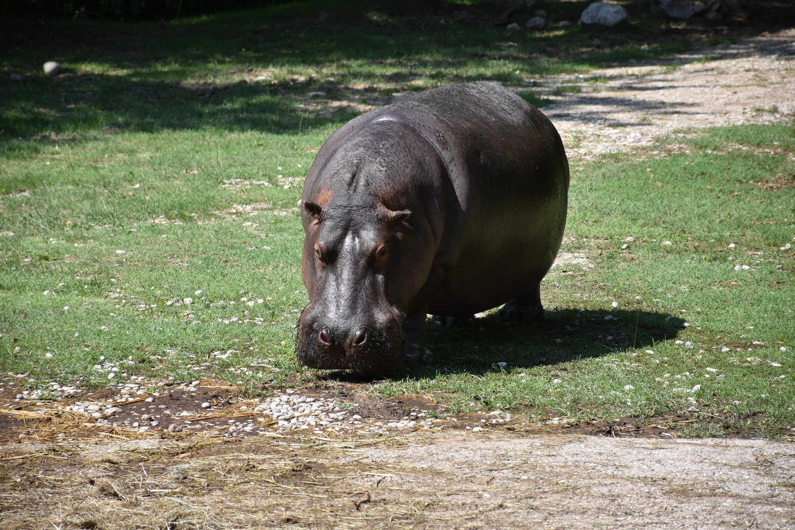 Hippo