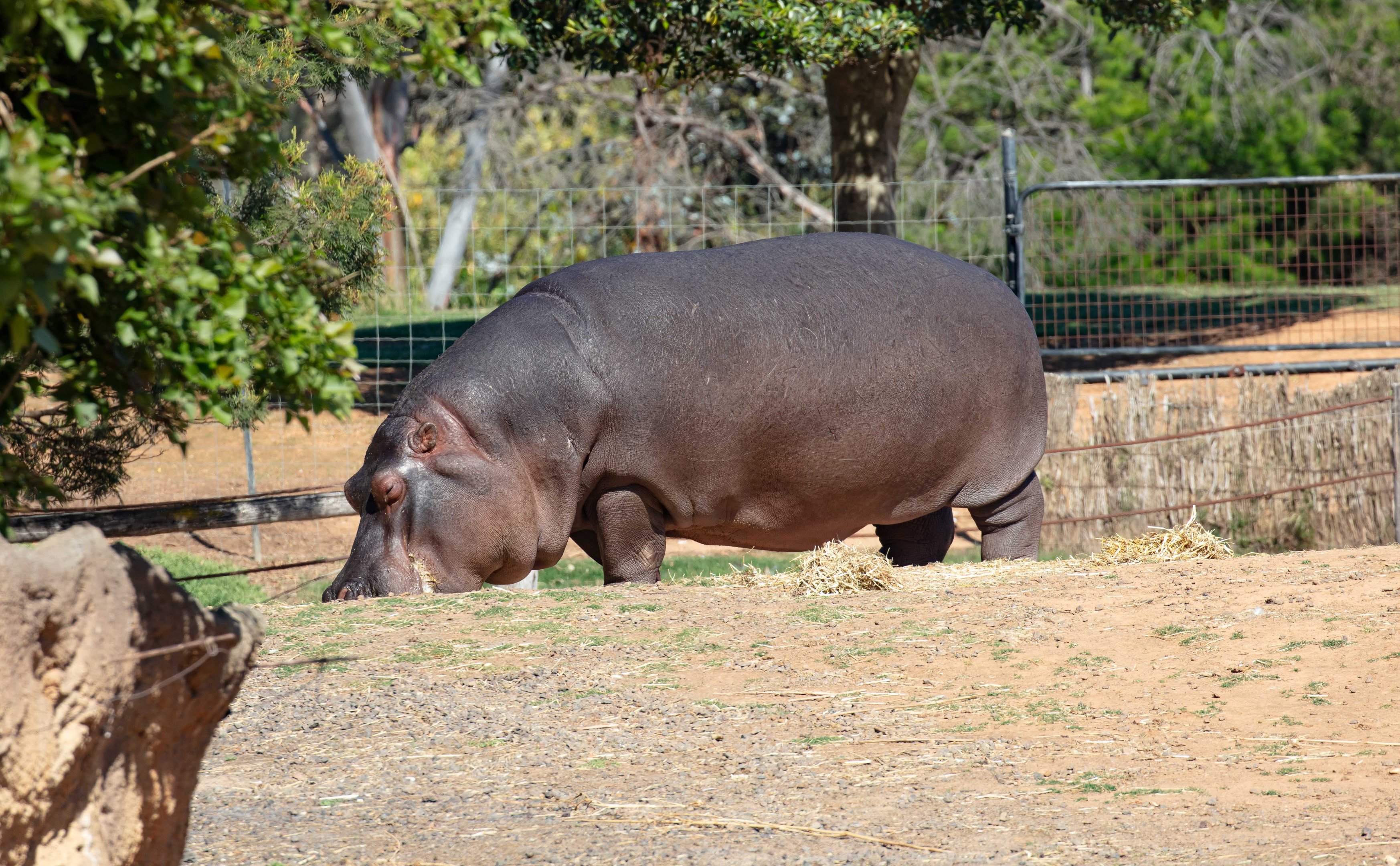 Hippo