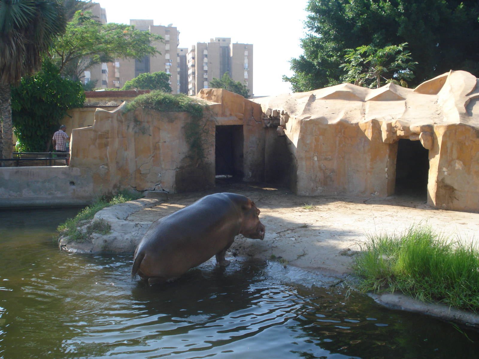 Hippo