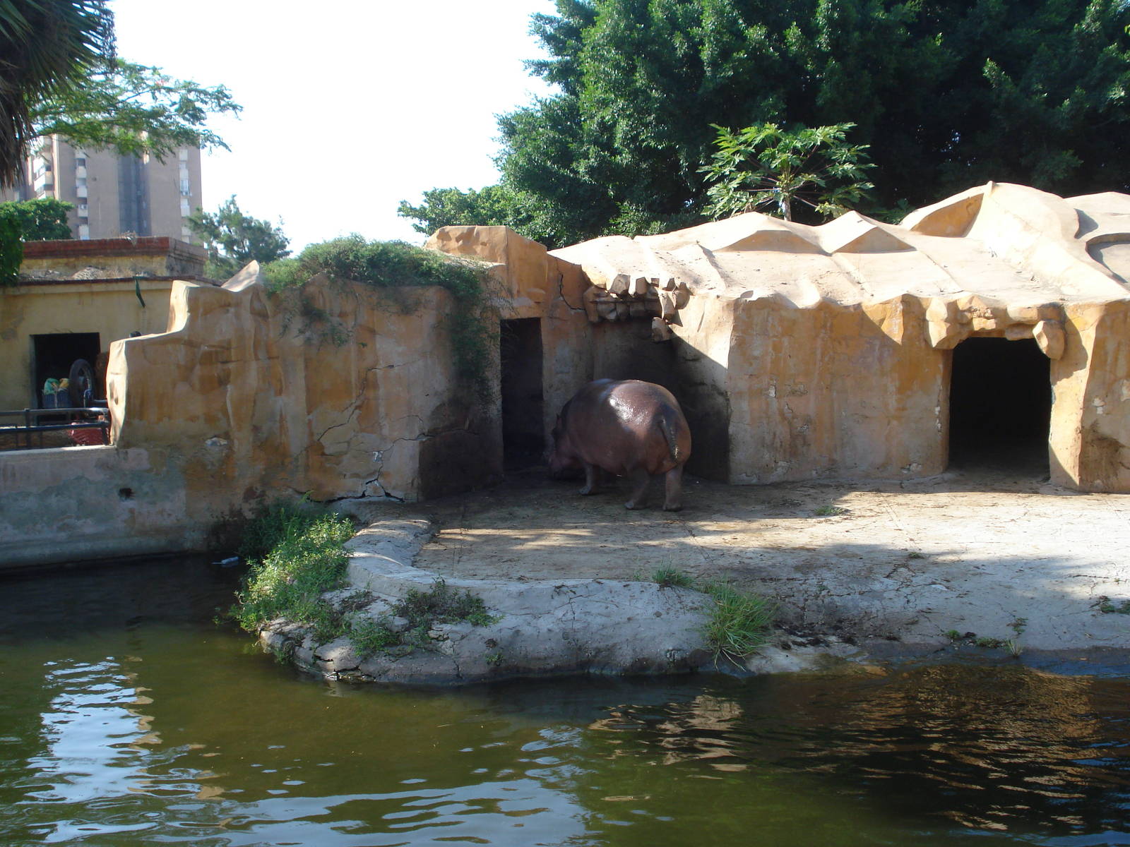 Hippo