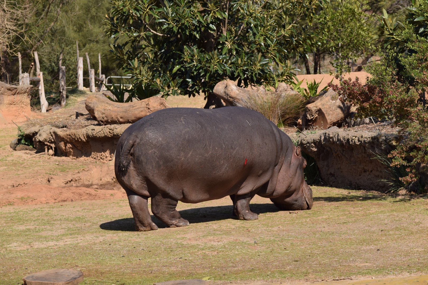 Hippo
