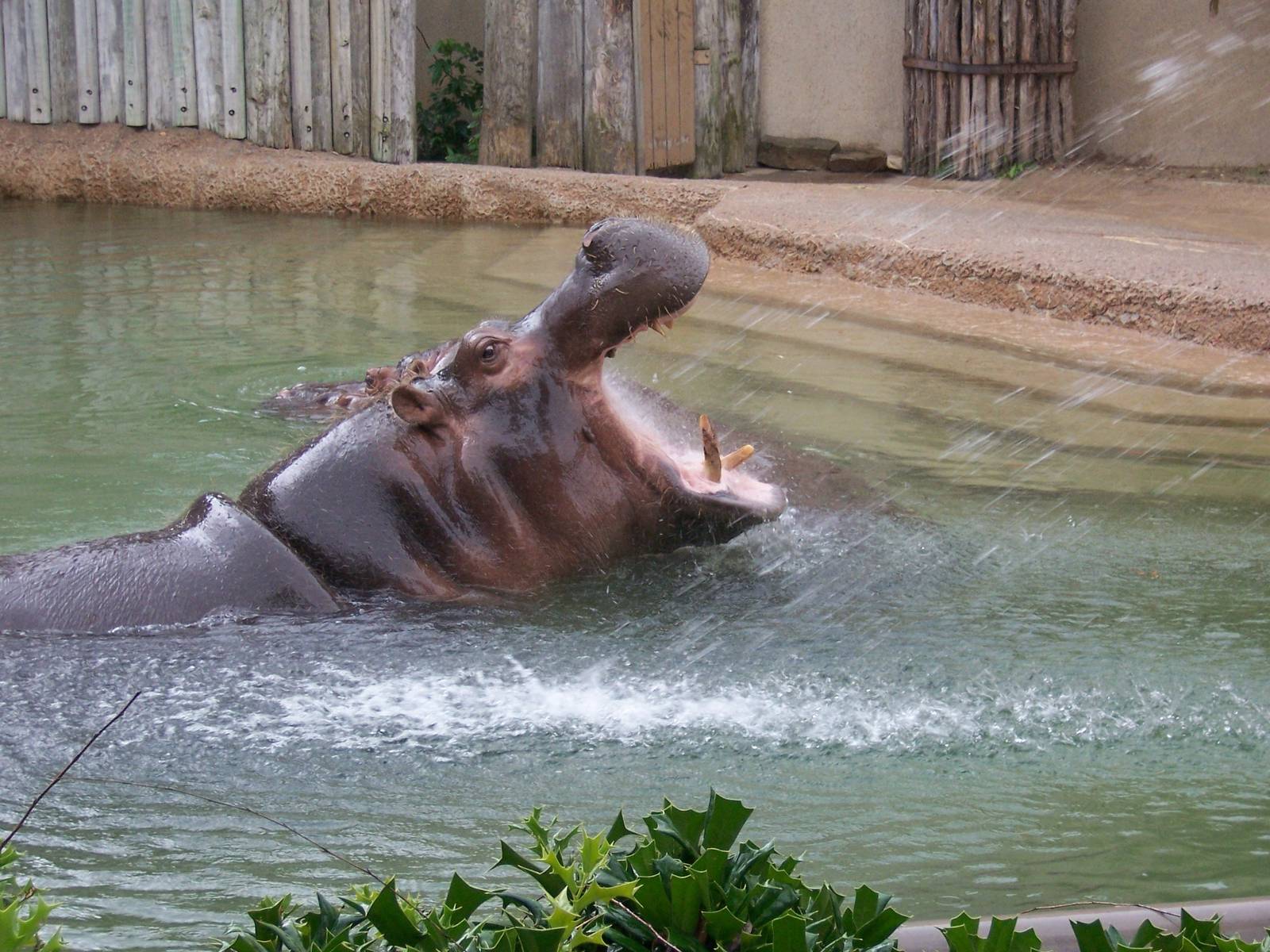 Hippo