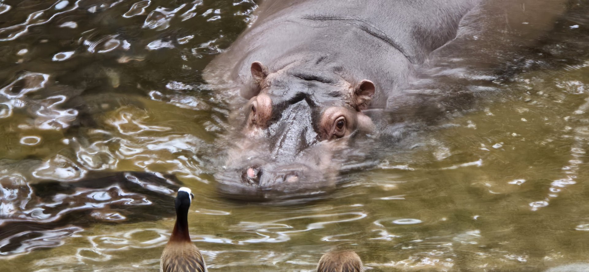 Hippo