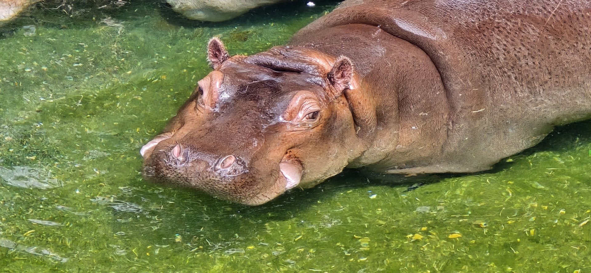Hippo