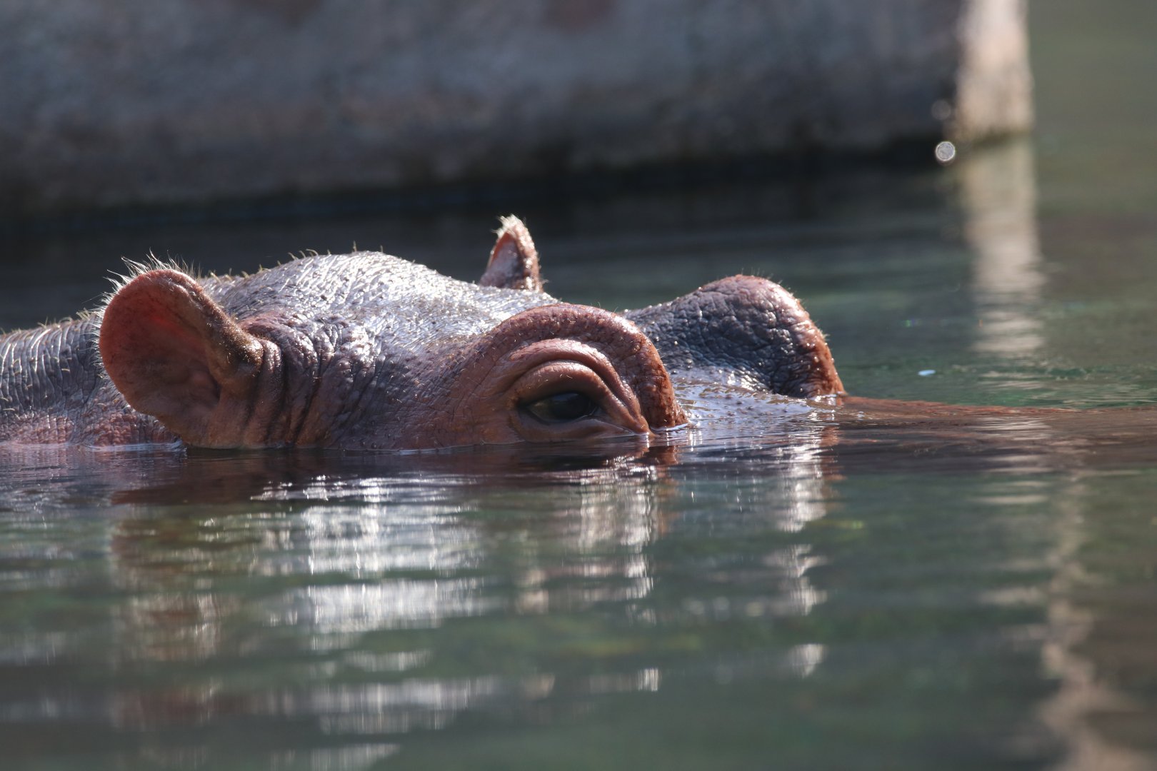 Hippo