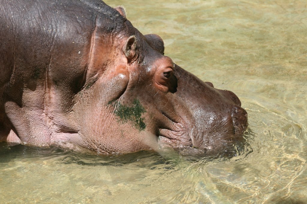 Hippo