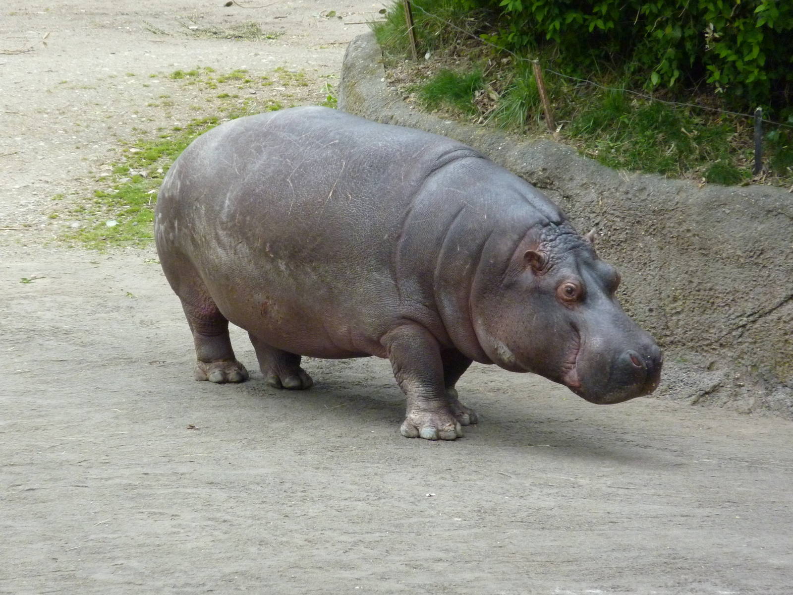 Hippo