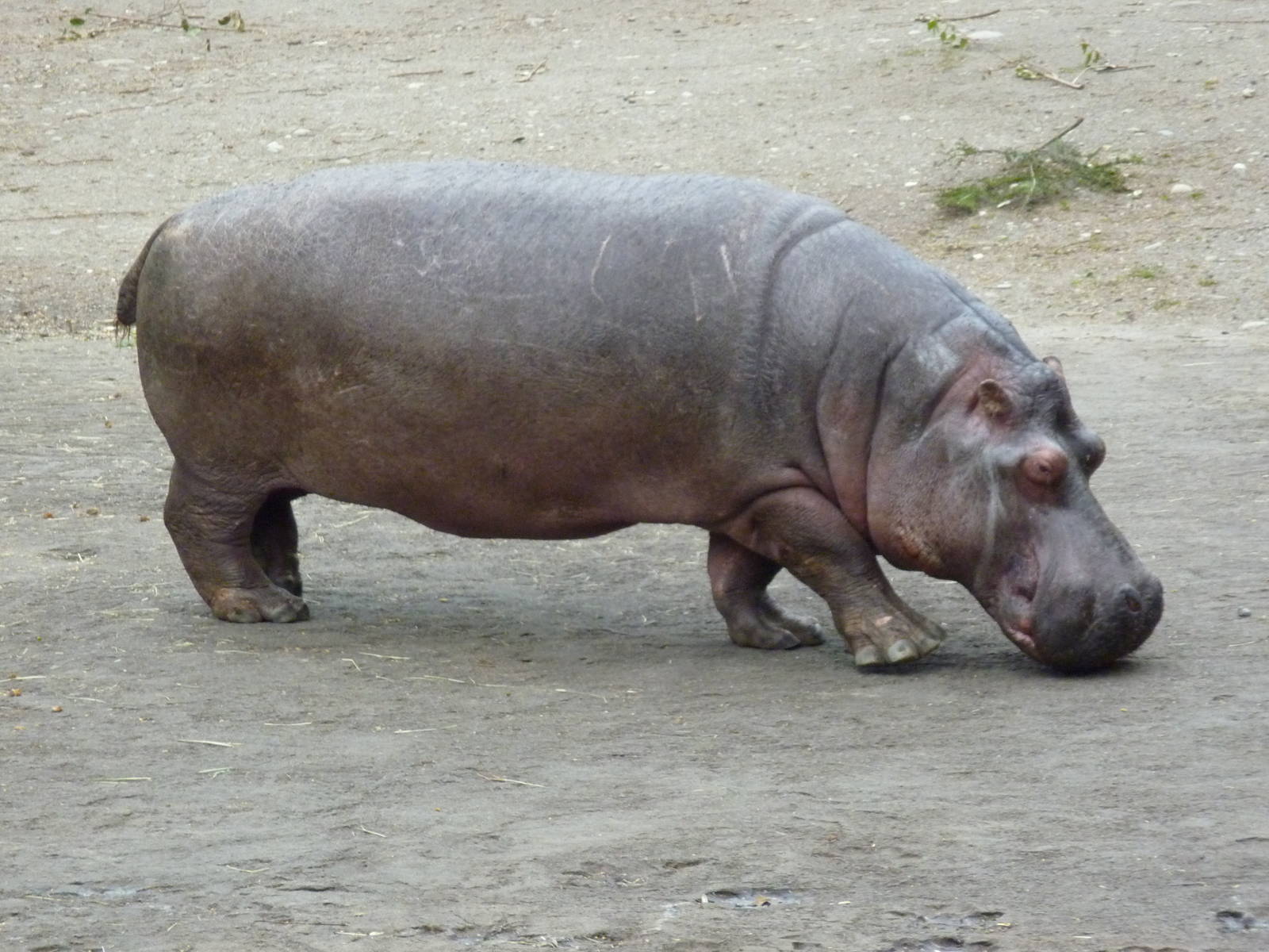 Hippo