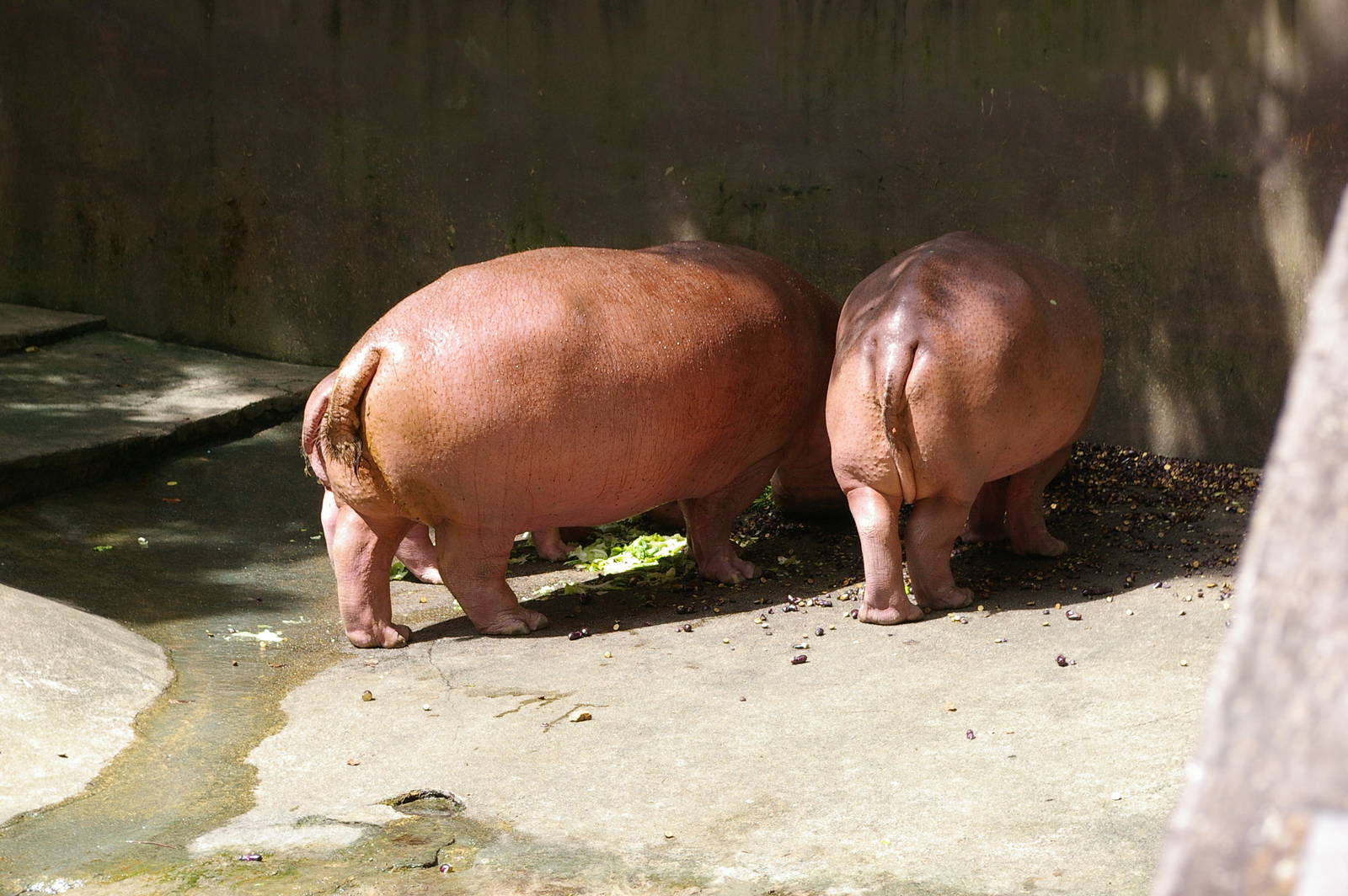 hippobottomuses, Chiang Mai Zoo (Thailand)
