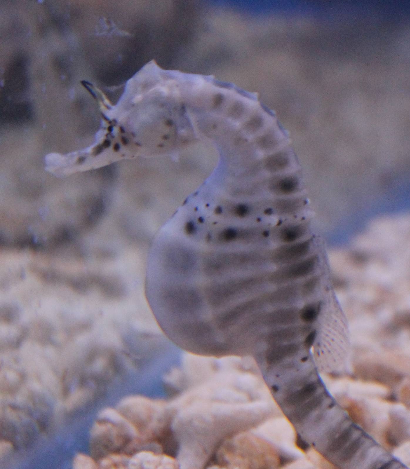 Hippocampus abdominalis
