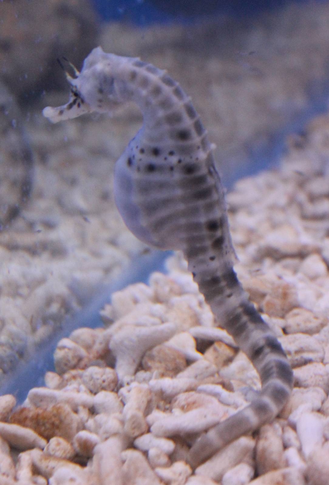 Hippocampus abdominalis