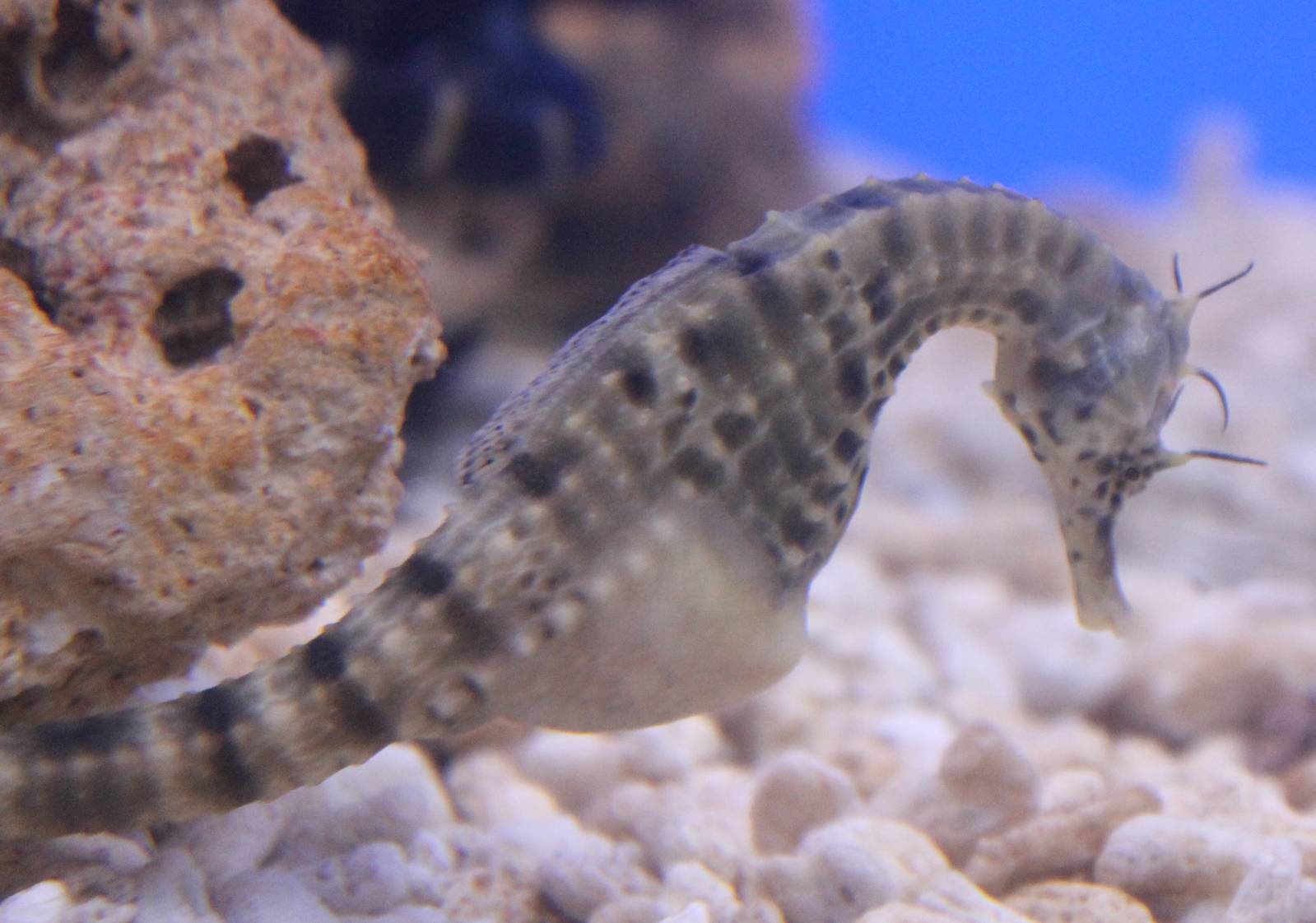 Hippocampus abdominalis