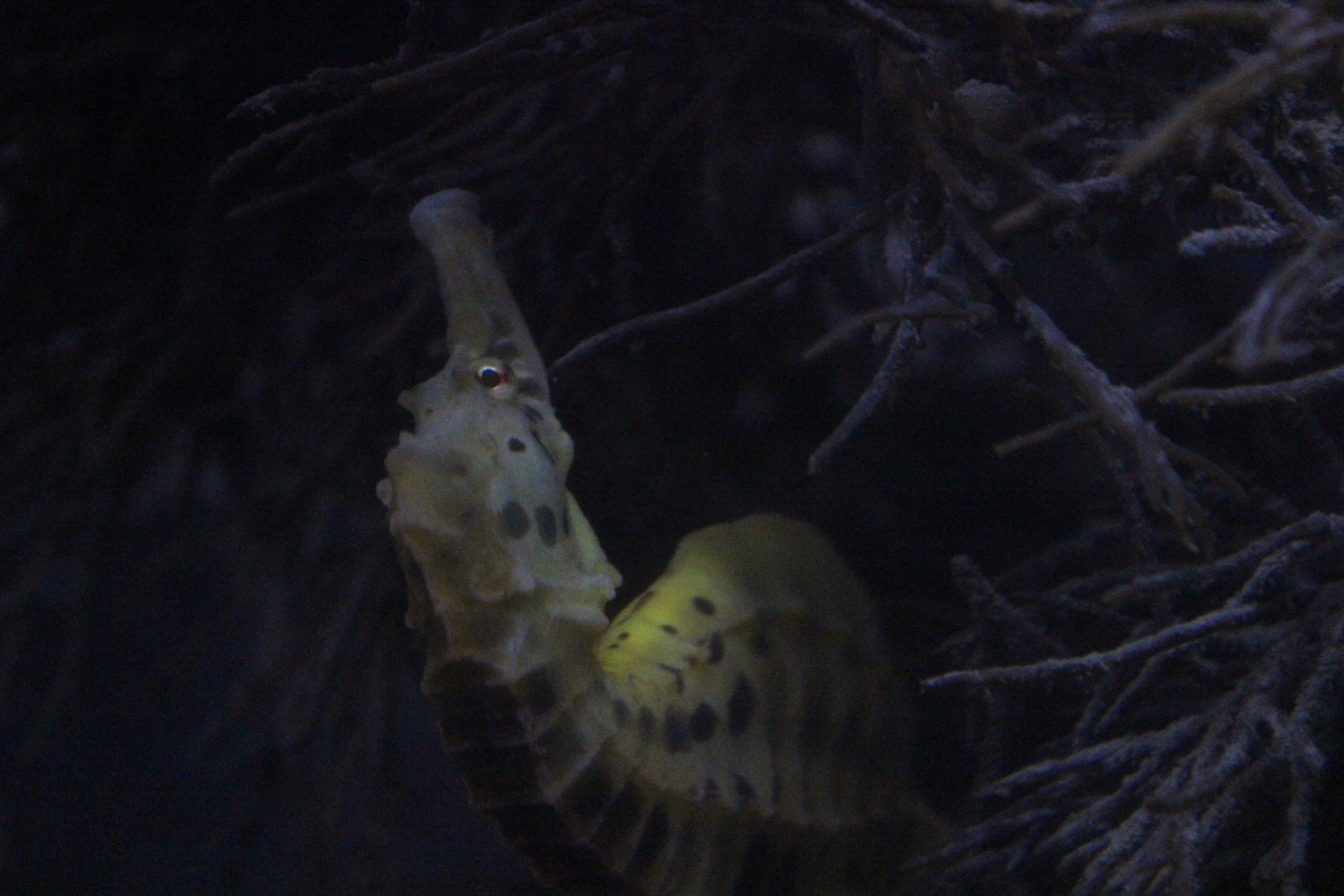 Hippocampus abdominalis