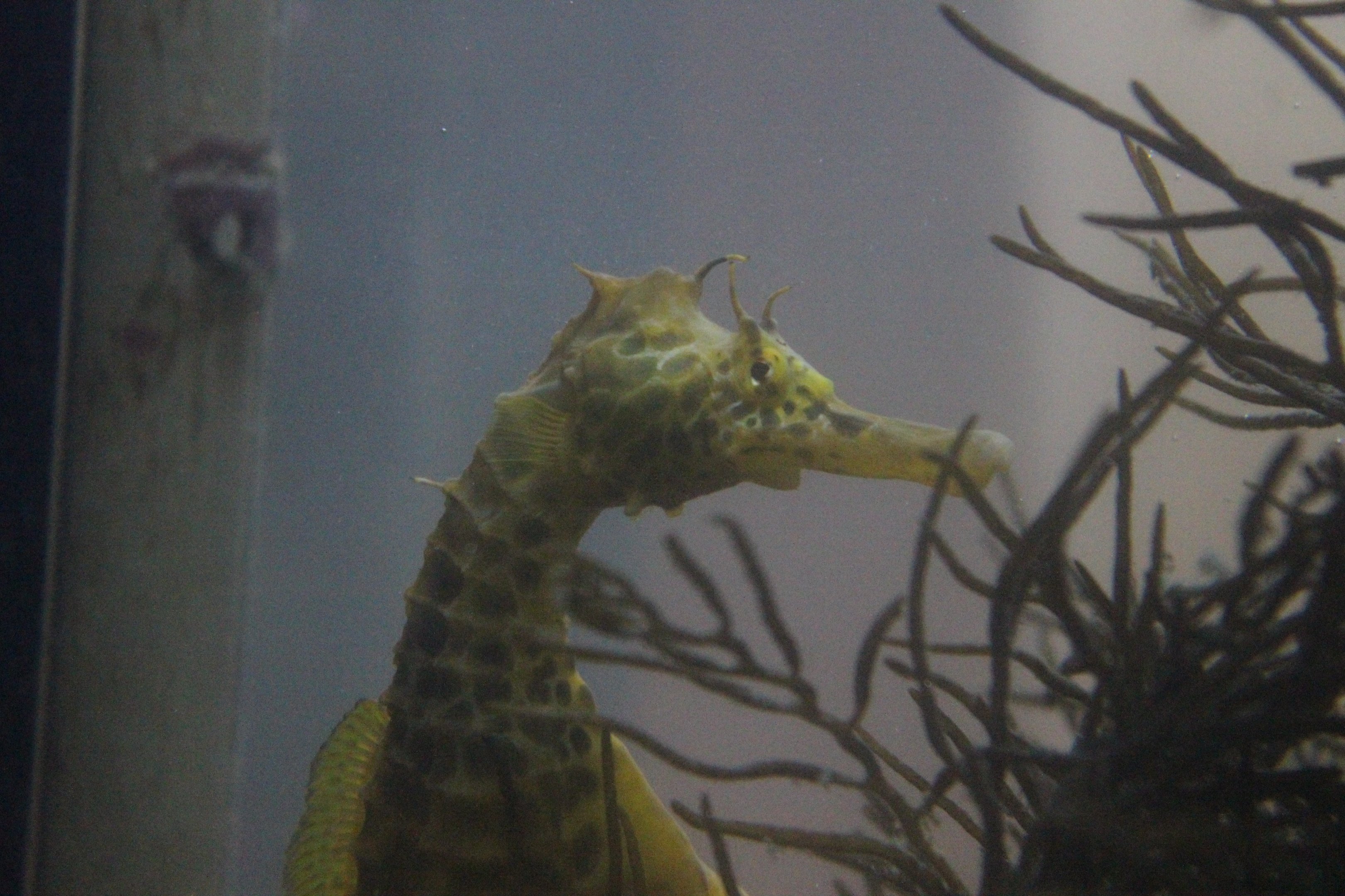 Hippocampus abdominalis