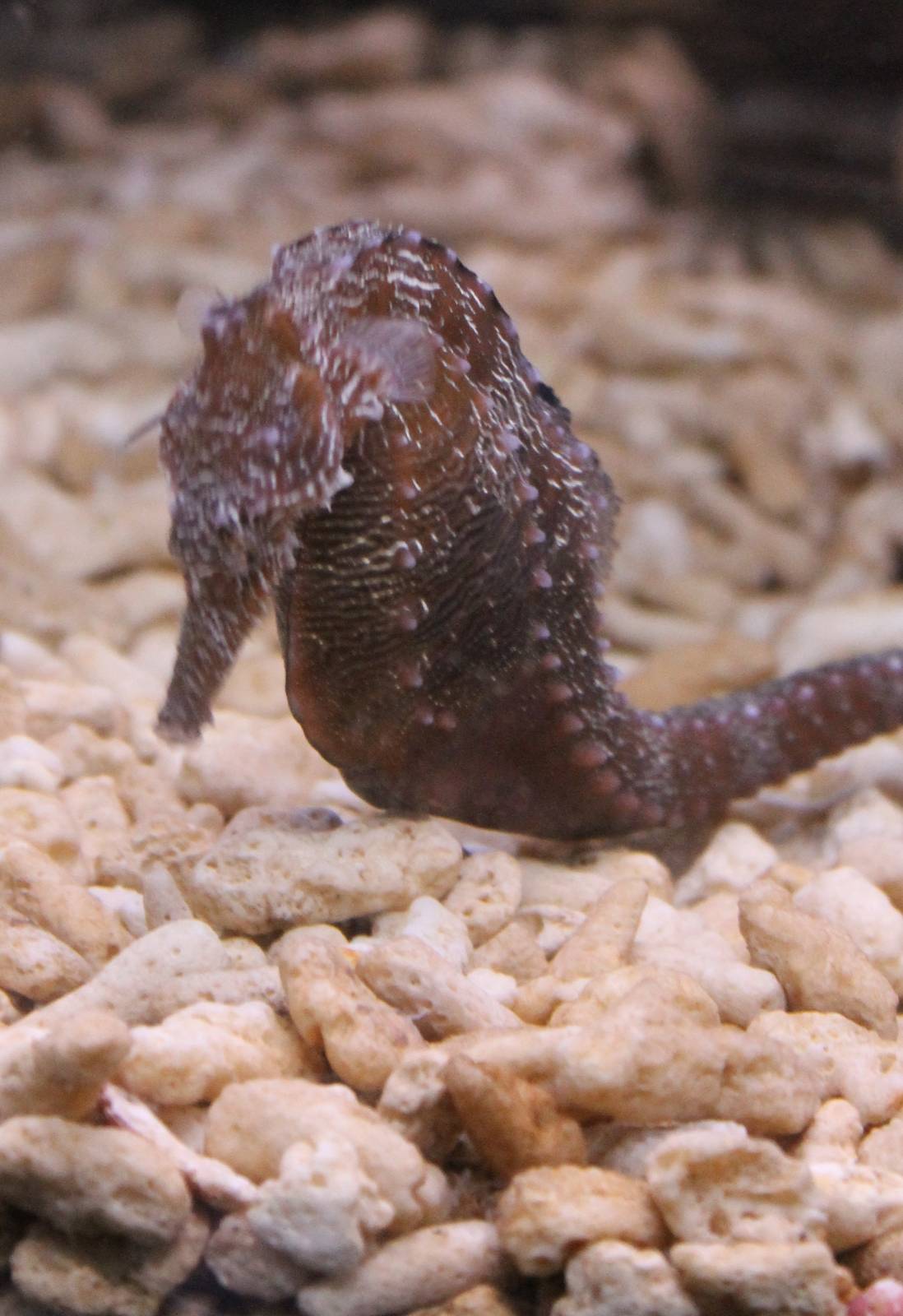 Hippocampus barbouri