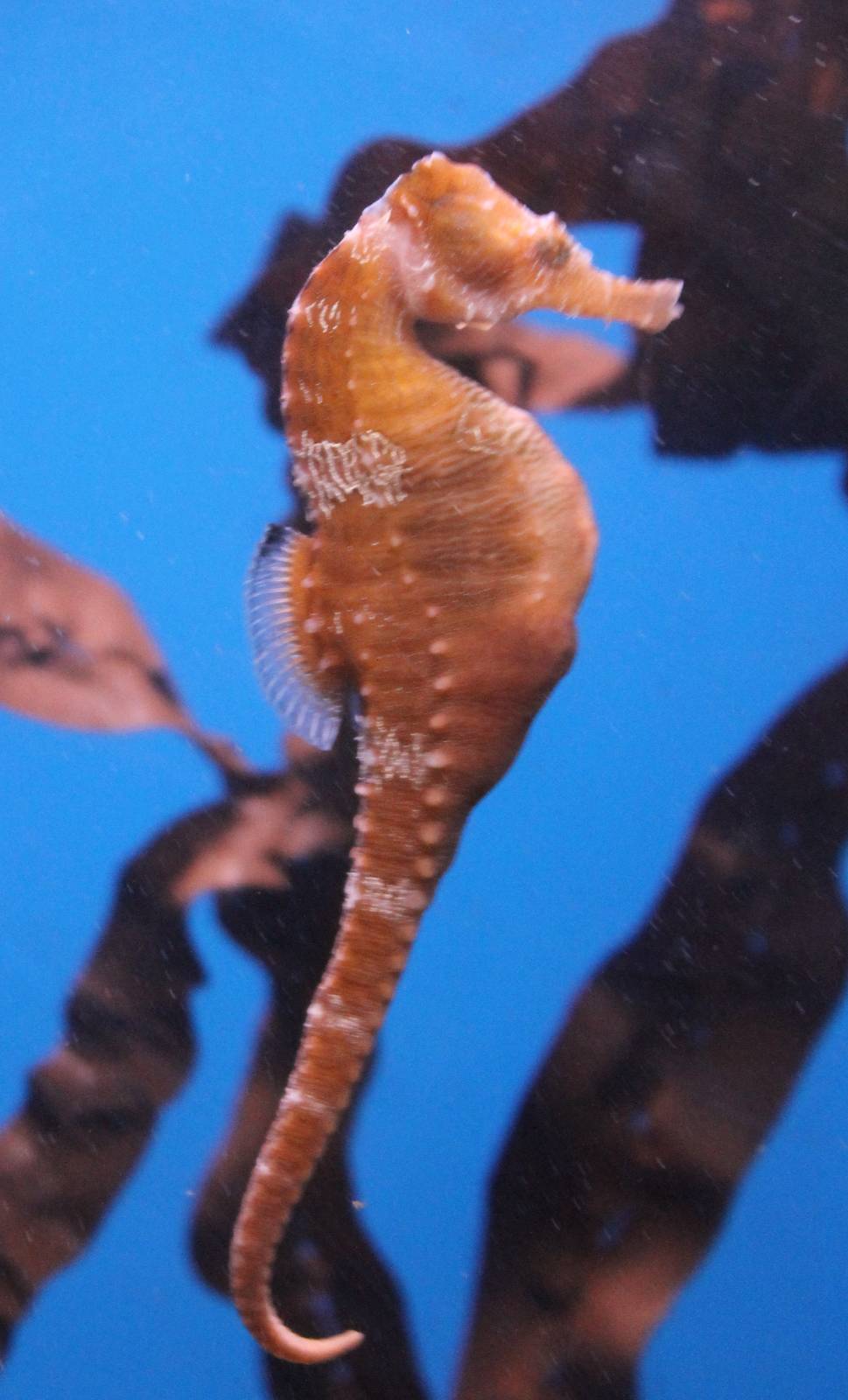 Hippocampus barbouri