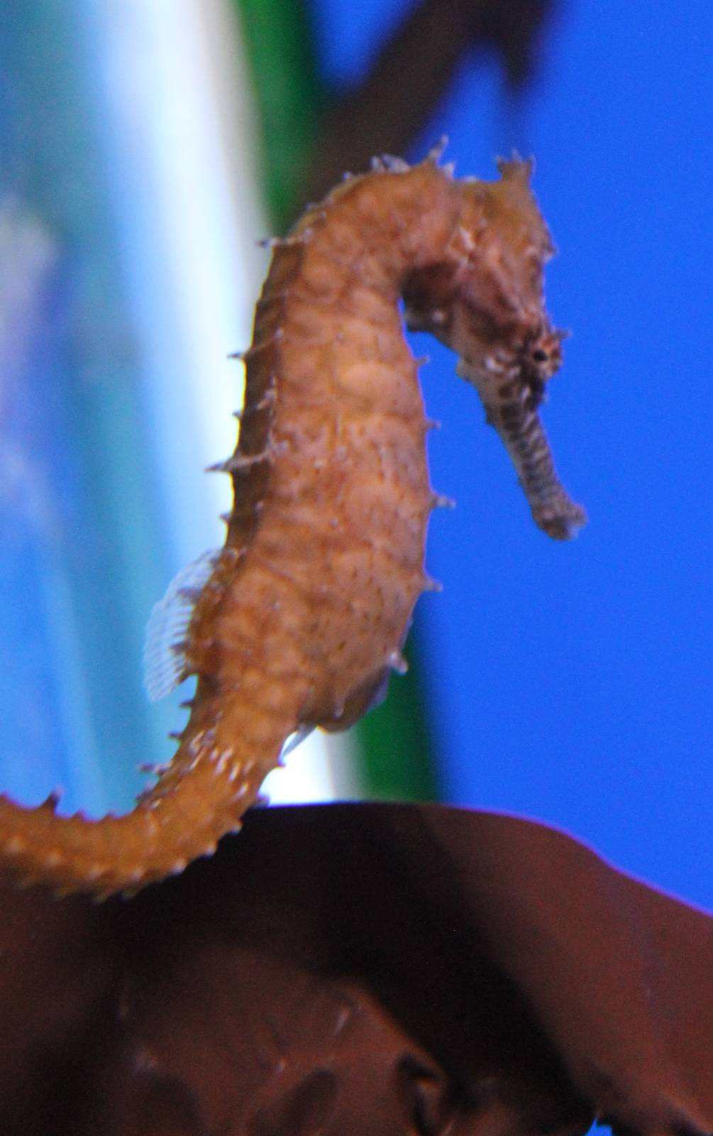 Hippocampus barbouri