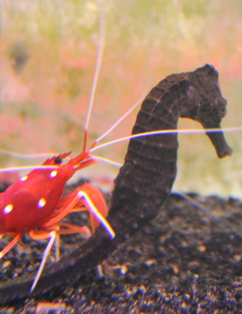 Hippocampus reidi And Shrimp