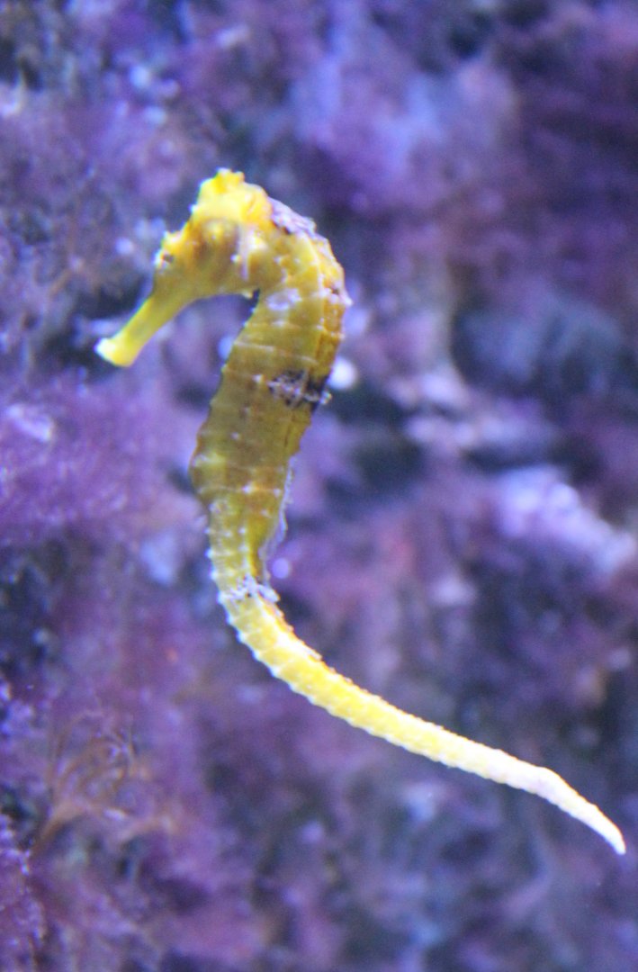 Hippocampus reidi