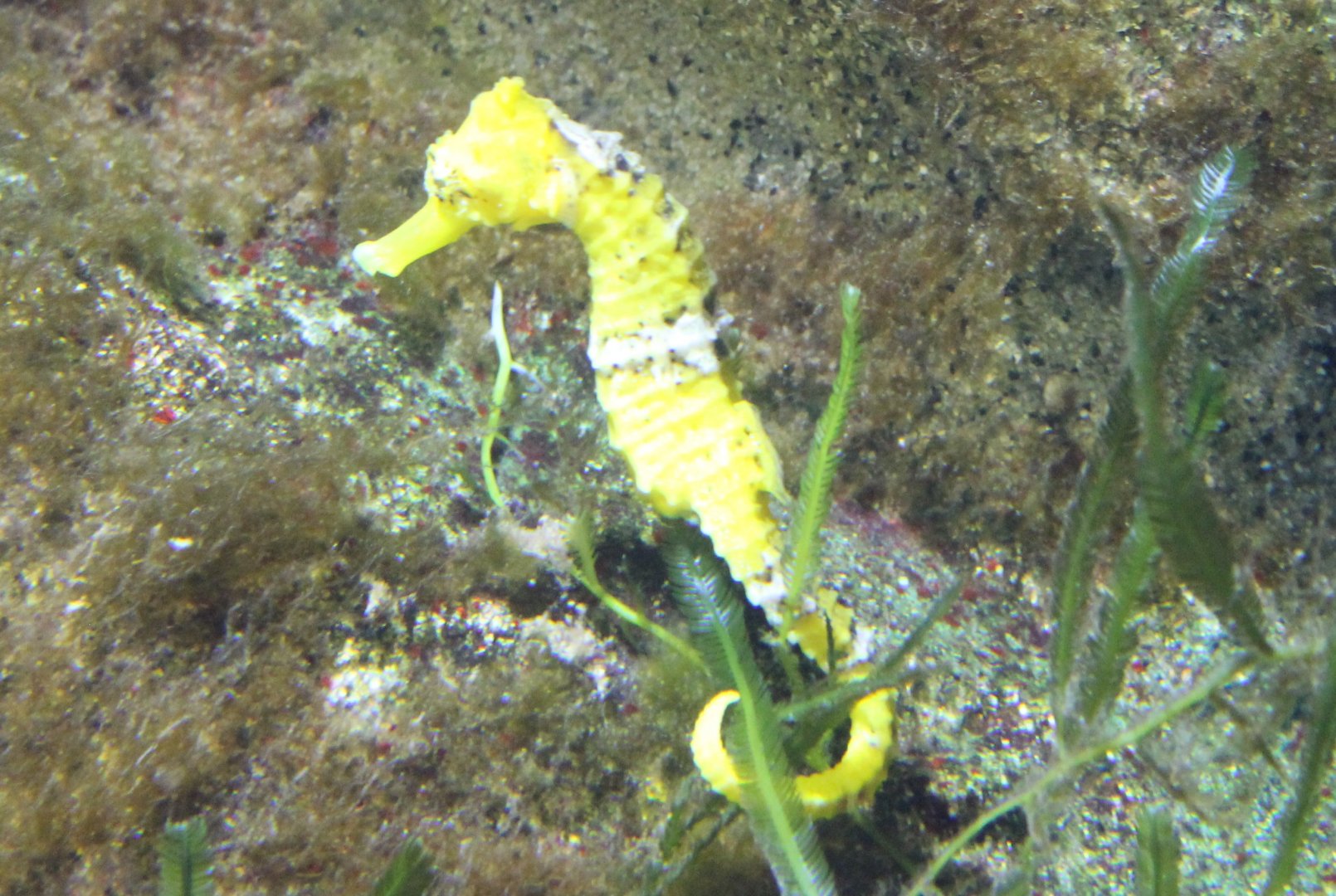 Hippocampus reidi