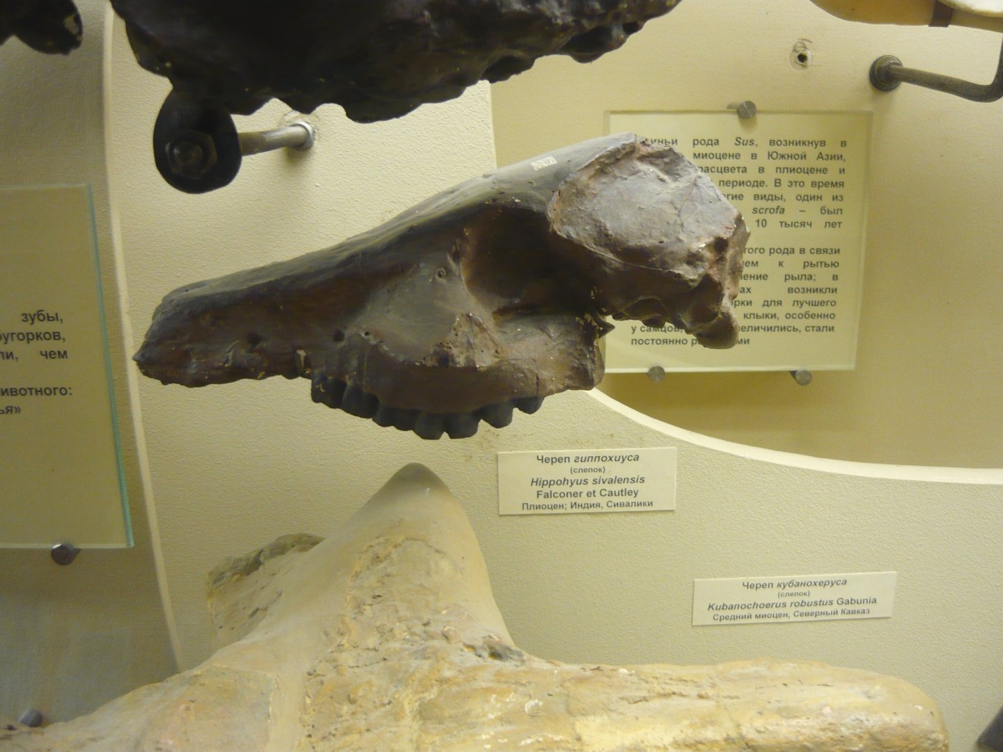 Hippohyus sivalensis skull (cast)