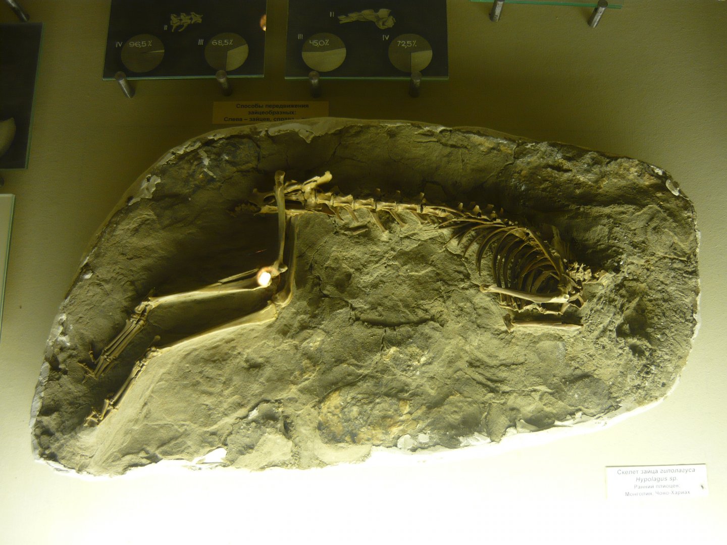 Hippolagus sp. skeleton