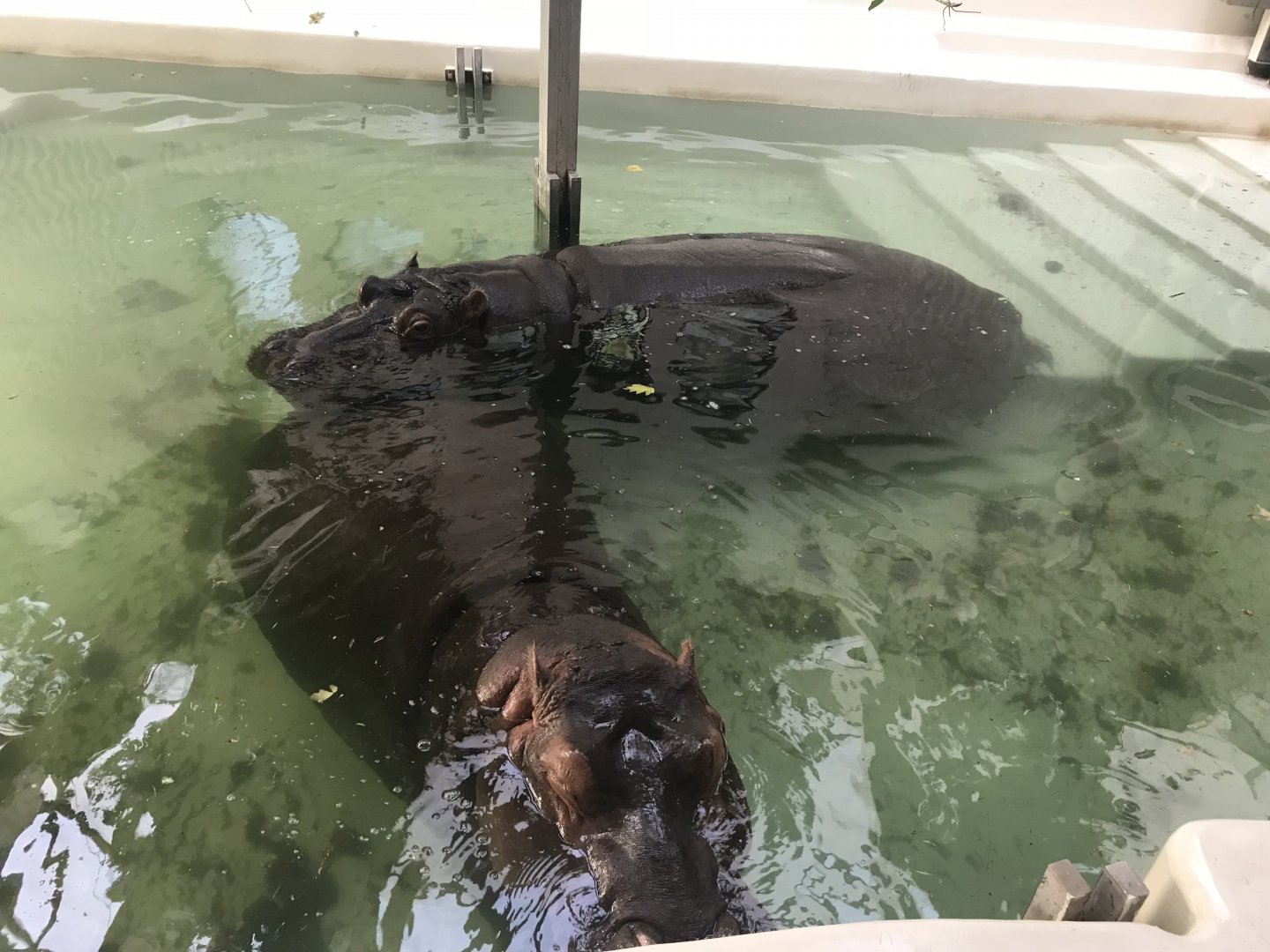 Hippopotamus 171018