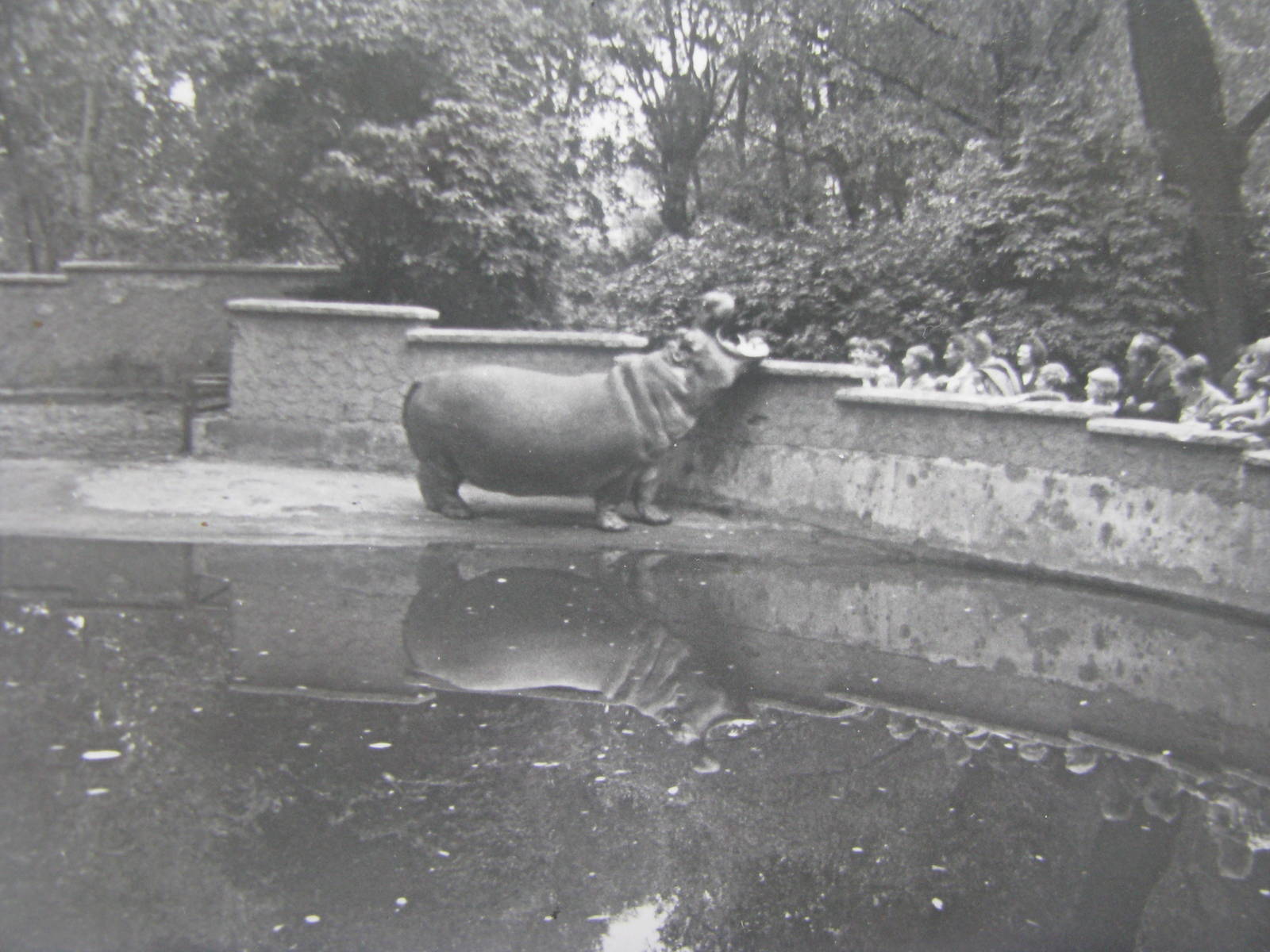 Hippopotamus 1960s