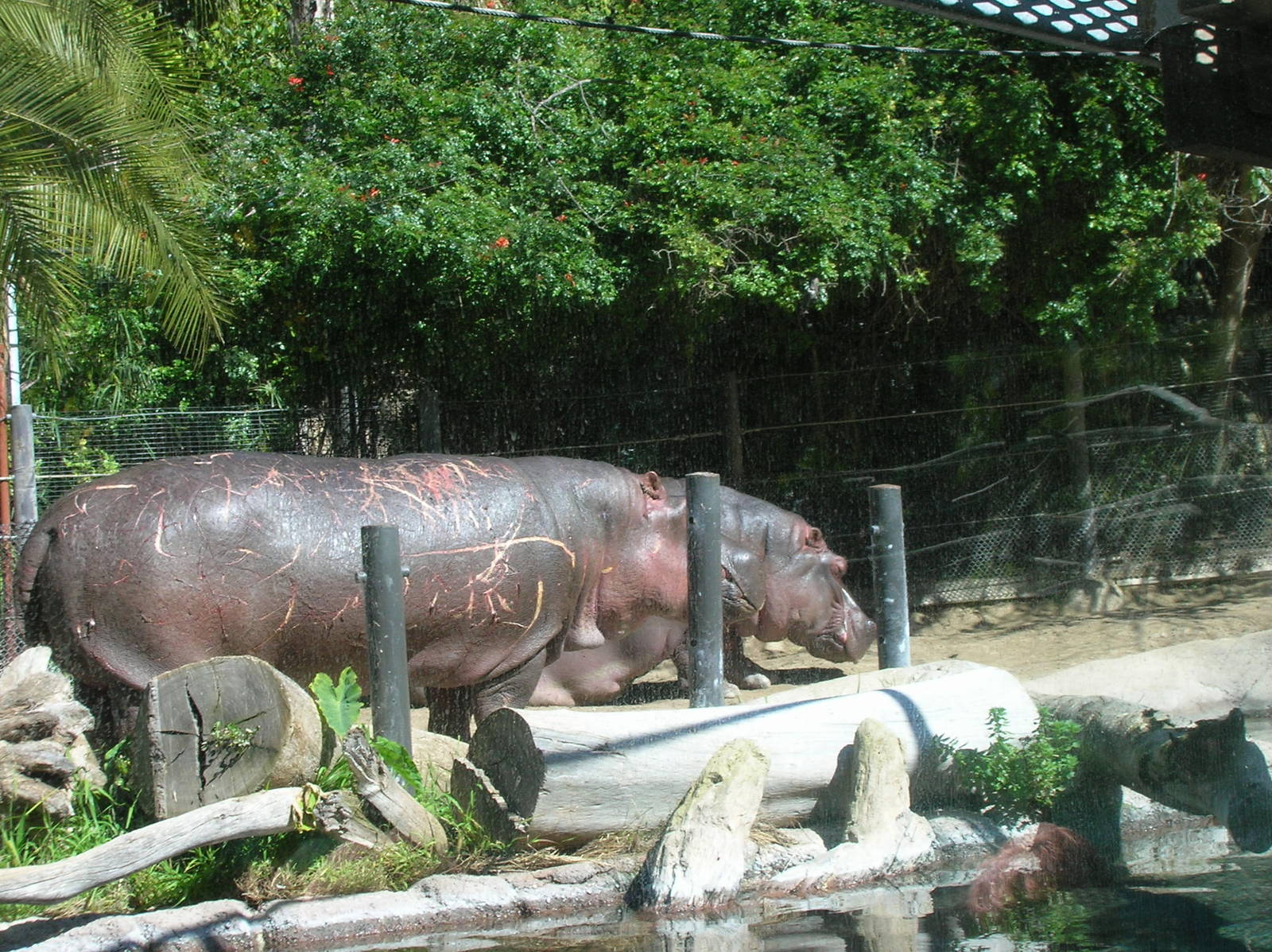 Hippopotamus 2-19-09