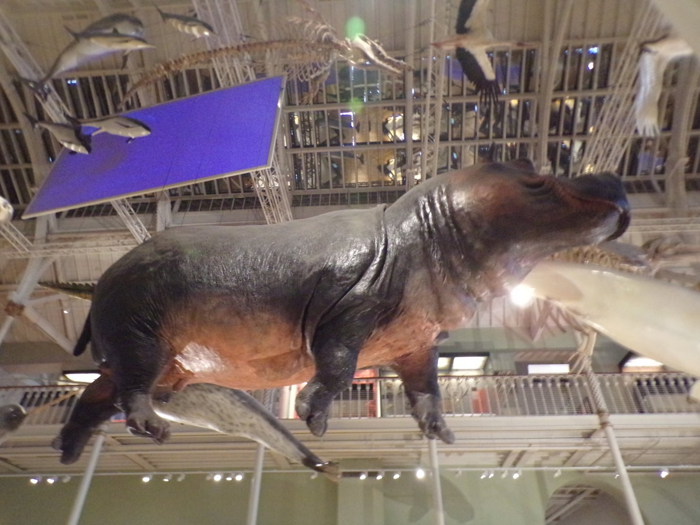 Hippopotamus 26.8.23