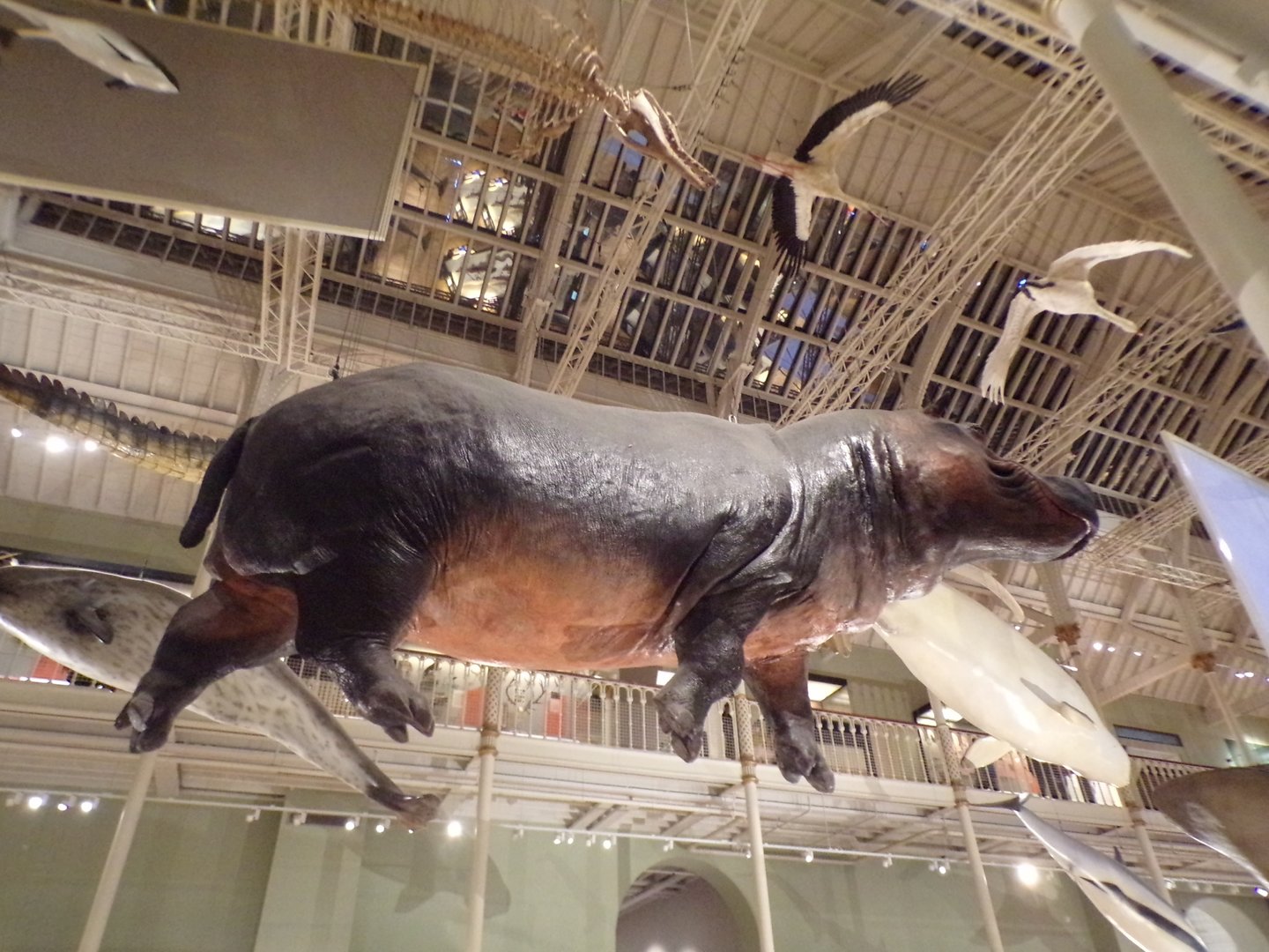 Hippopotamus 30.12.22