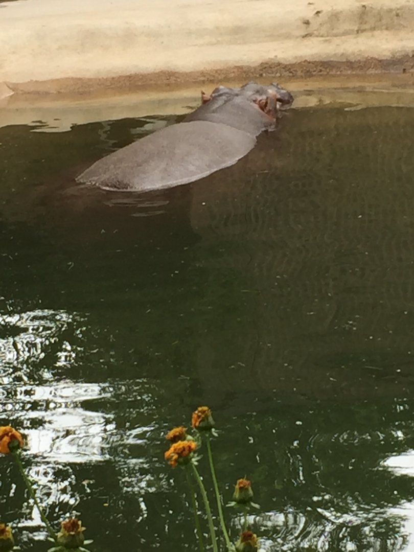 Hippopotamus 6-23-2017