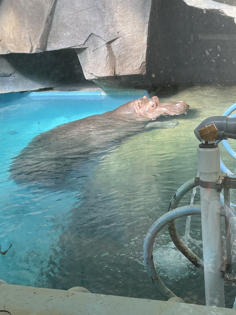 Hippopotamus (6/23/21)