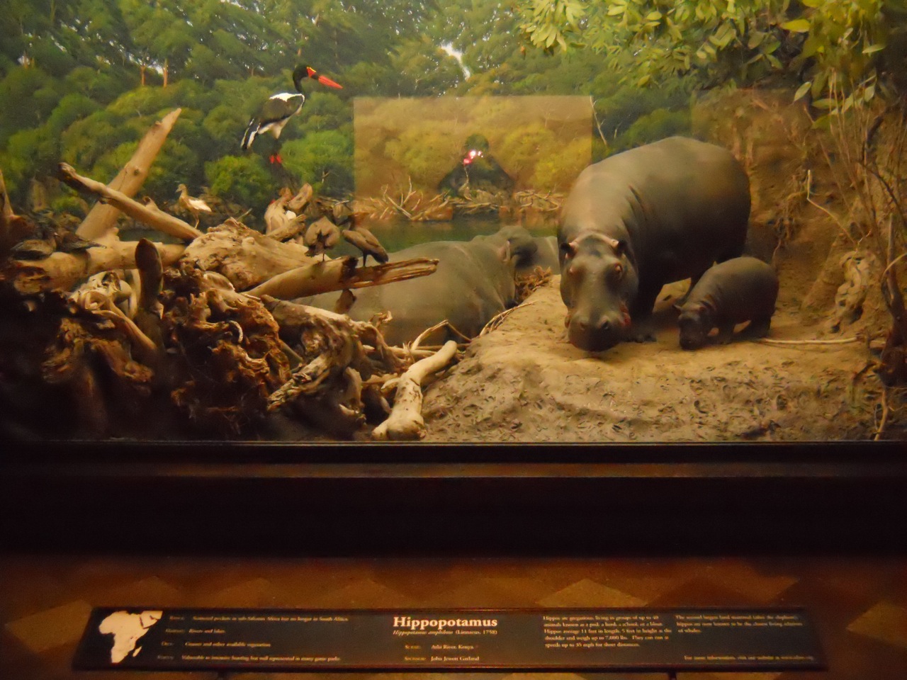 Hippopotamus, African Mammal Hall