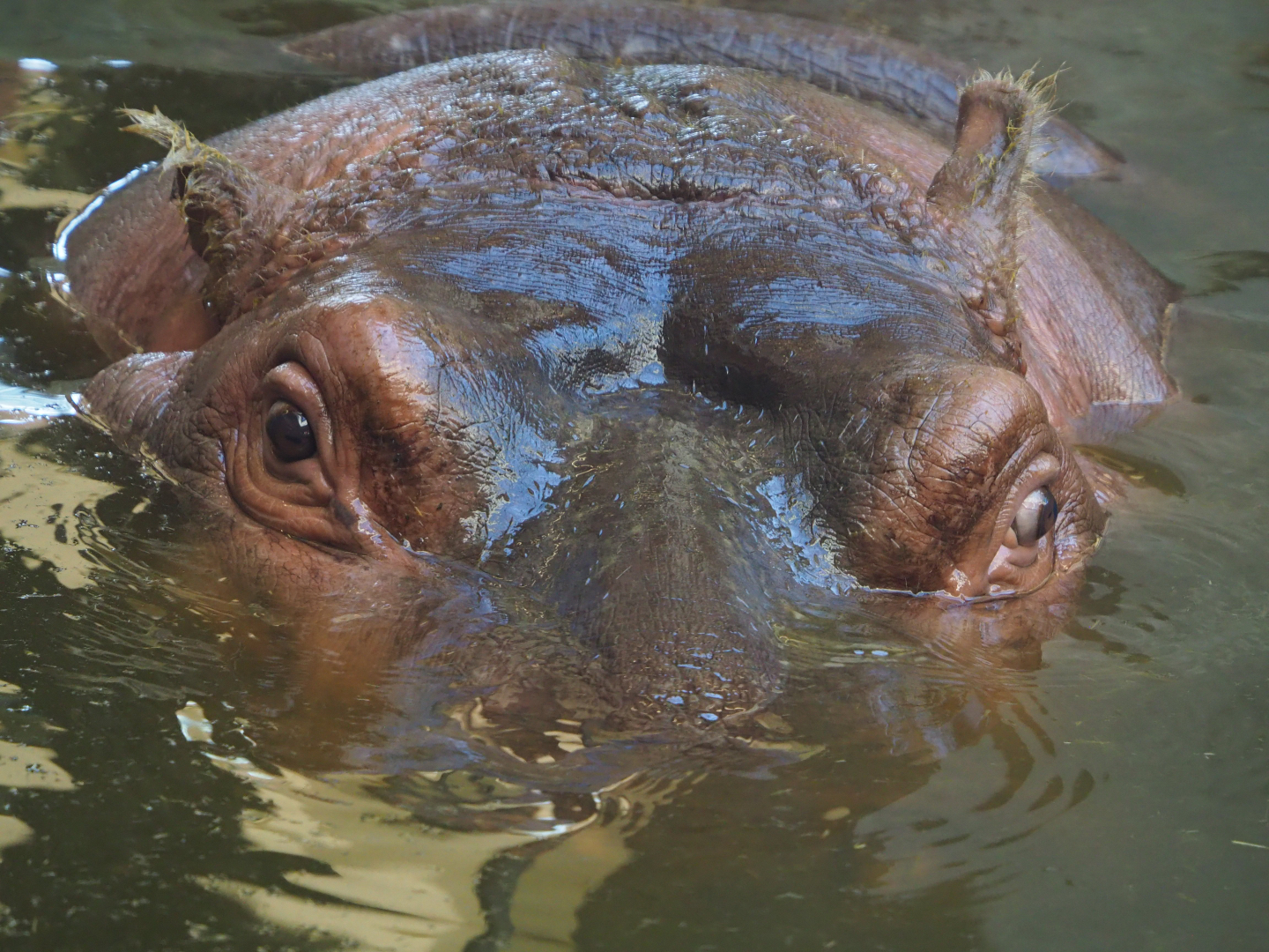 Hippopotamus amphibius, 2019-09-21