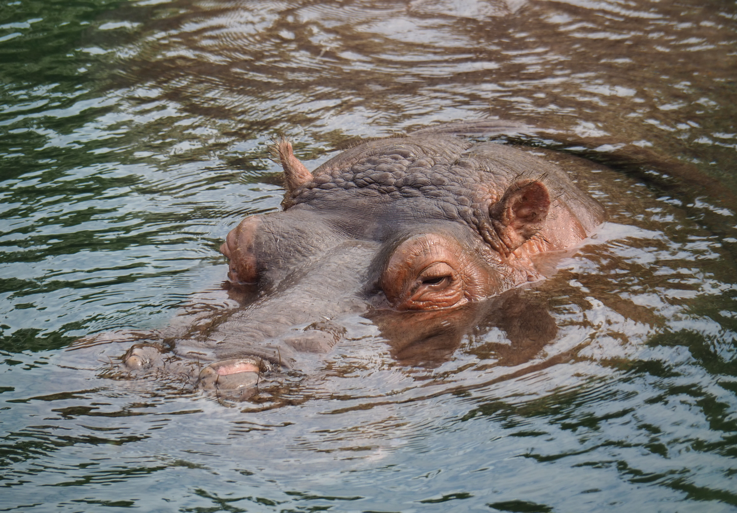 Hippopotamus amphibius, 2019-10-04