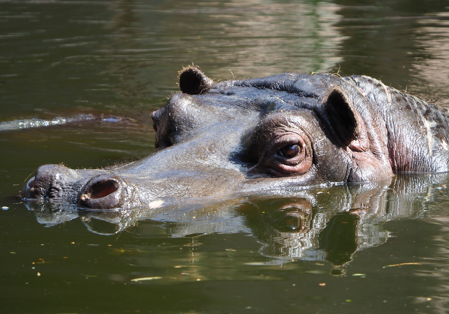 Hippopotamus amphibius, 2020-06-28