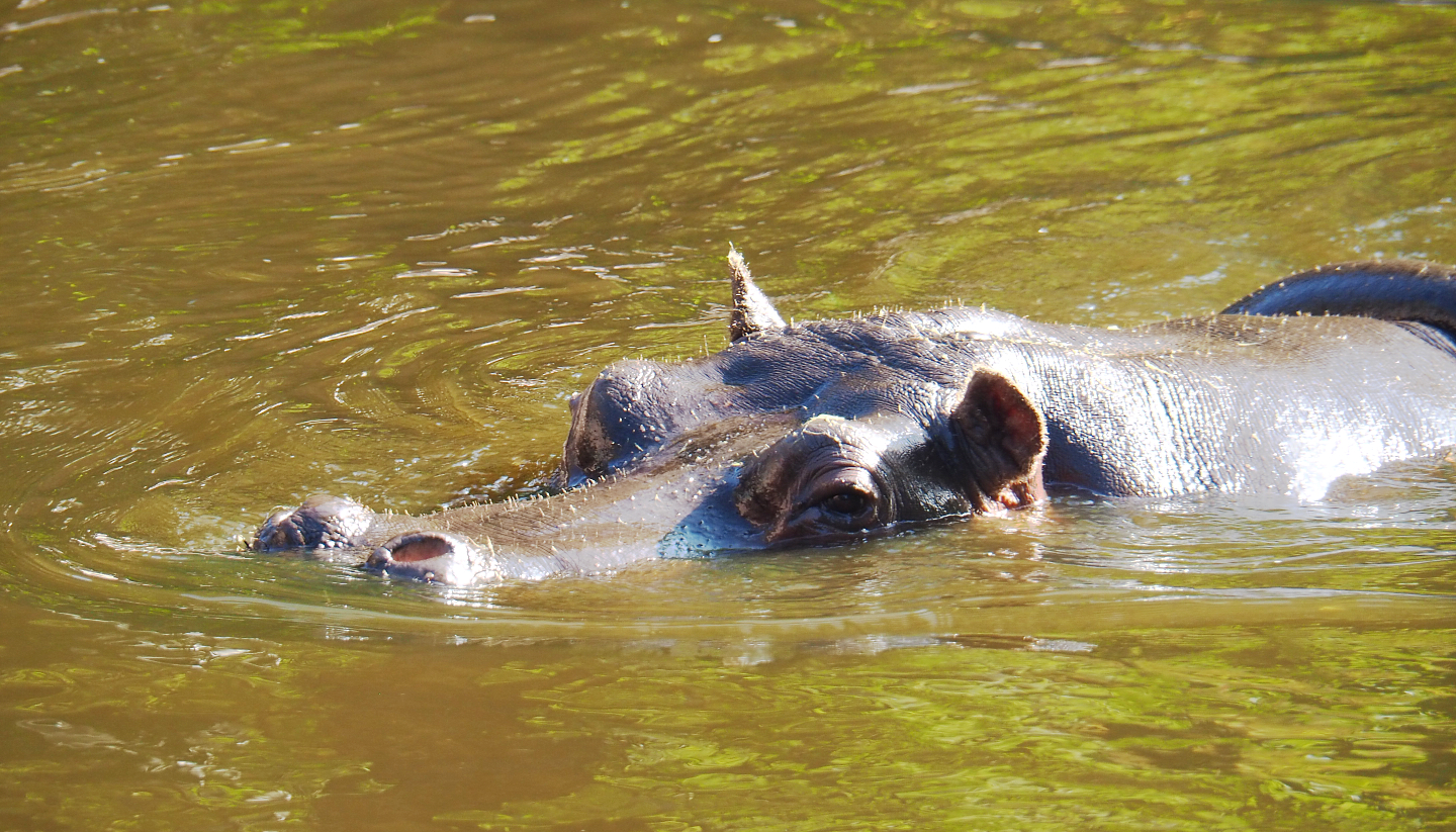 Hippopotamus amphibius, 2020-09-20