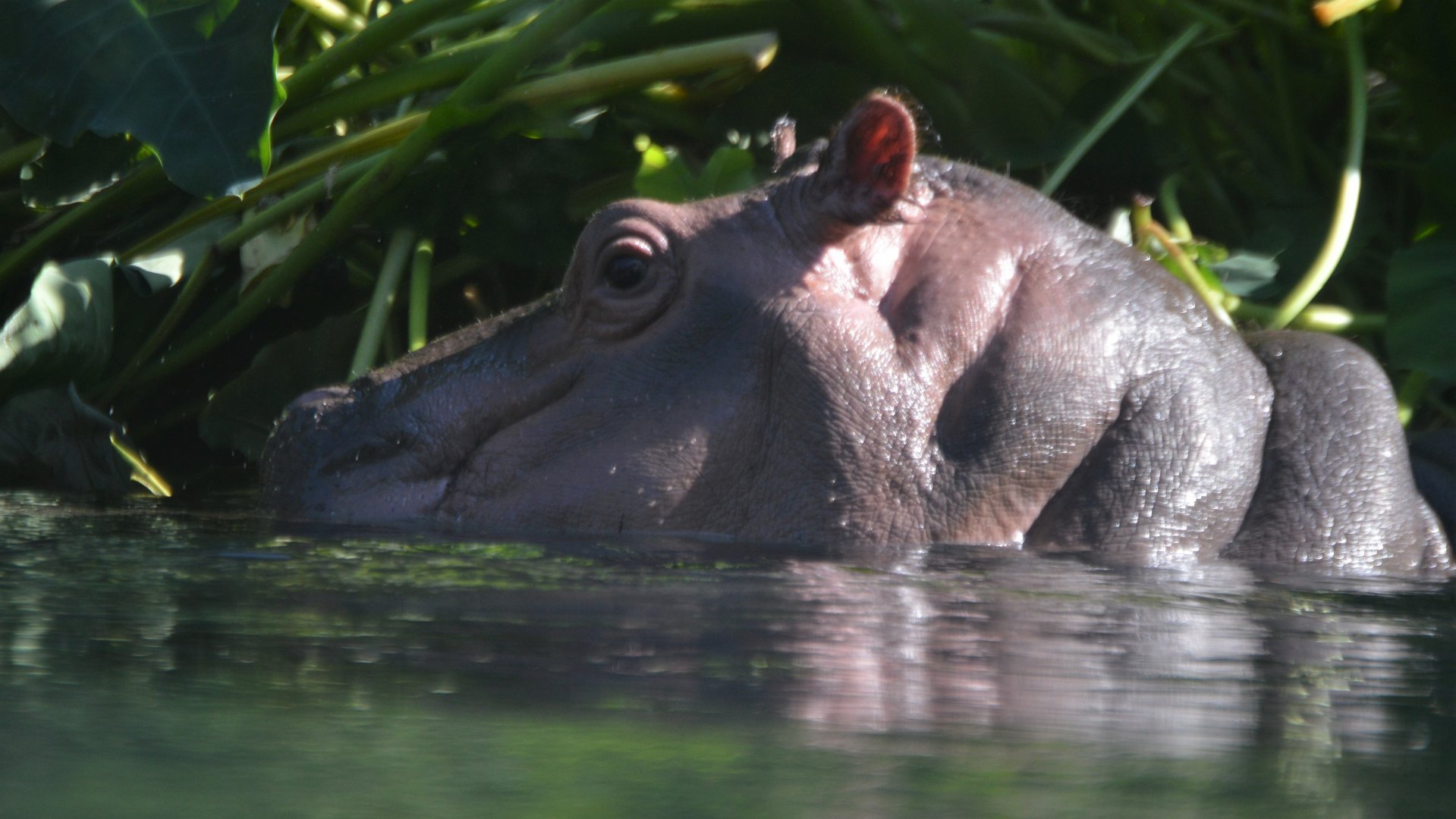 Hippopotamus amphibius "Amahle"