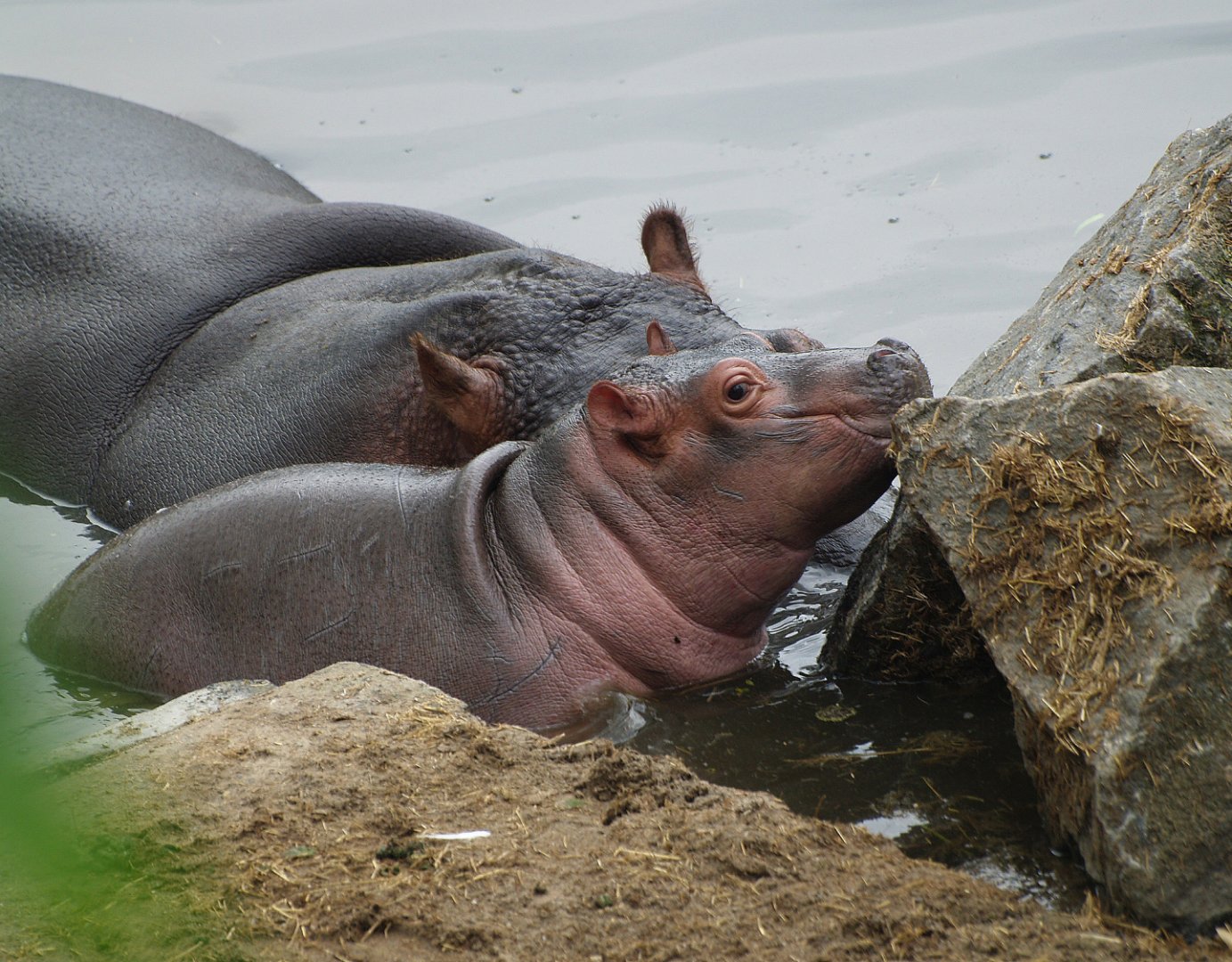 Hippopotamus amphibius calf, 2009