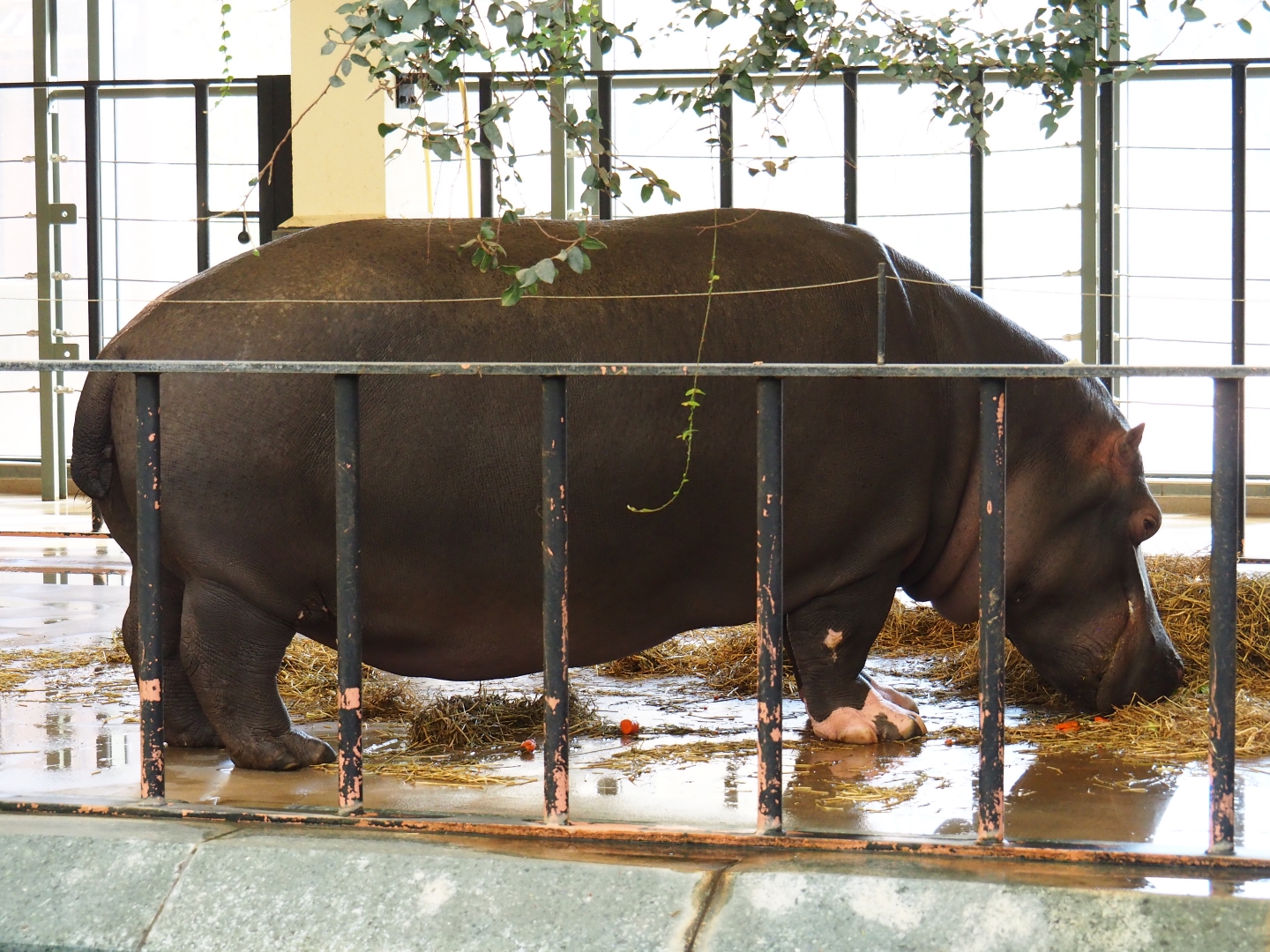 Hippopotamus amphibius feeding on land (Feb 27th, 2019)