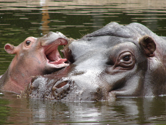 Hippopotamus amphibius / Hippopotamus (female Hermien with young male born