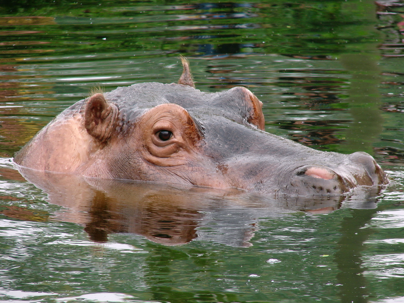 Hippopotamus amphibius / Hippopotamus