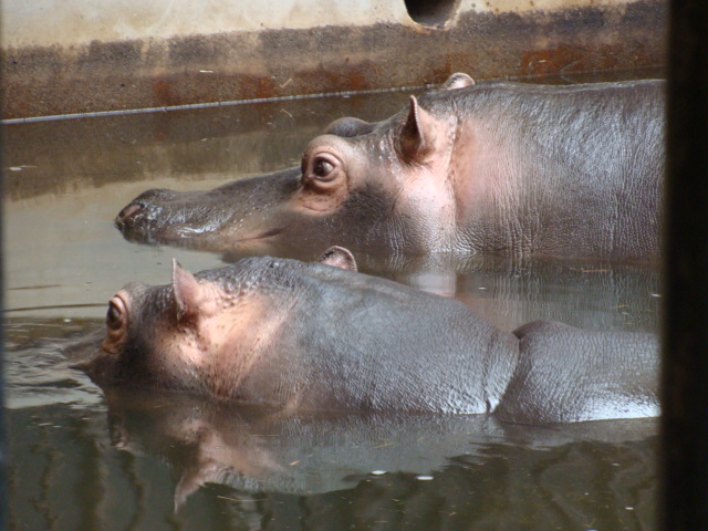 Hippopotamus amphibius