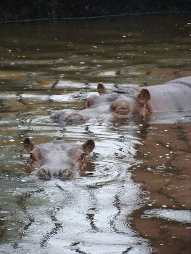 Hippopotamus amphibius