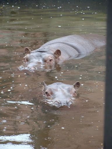 Hippopotamus amphibius